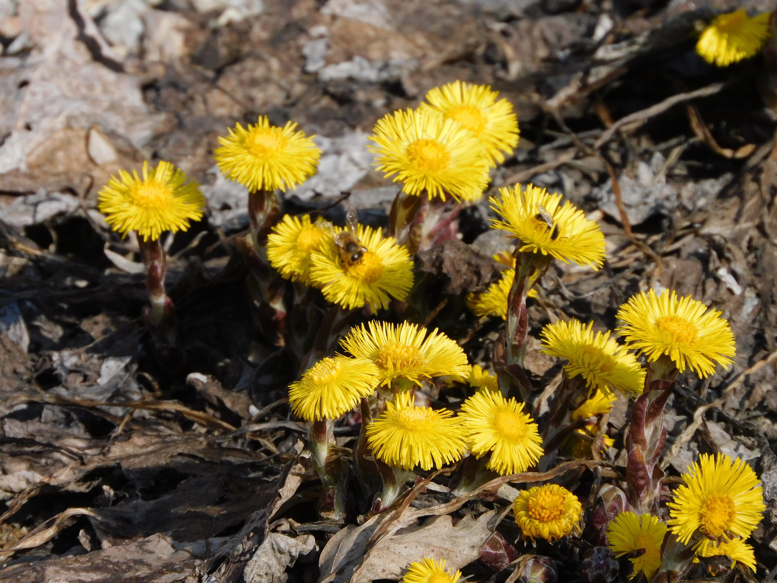 Podbeľ liečivý – zlatý posol jari a stáročný liek na kašeľ, dýchacie cesty a kožné rany